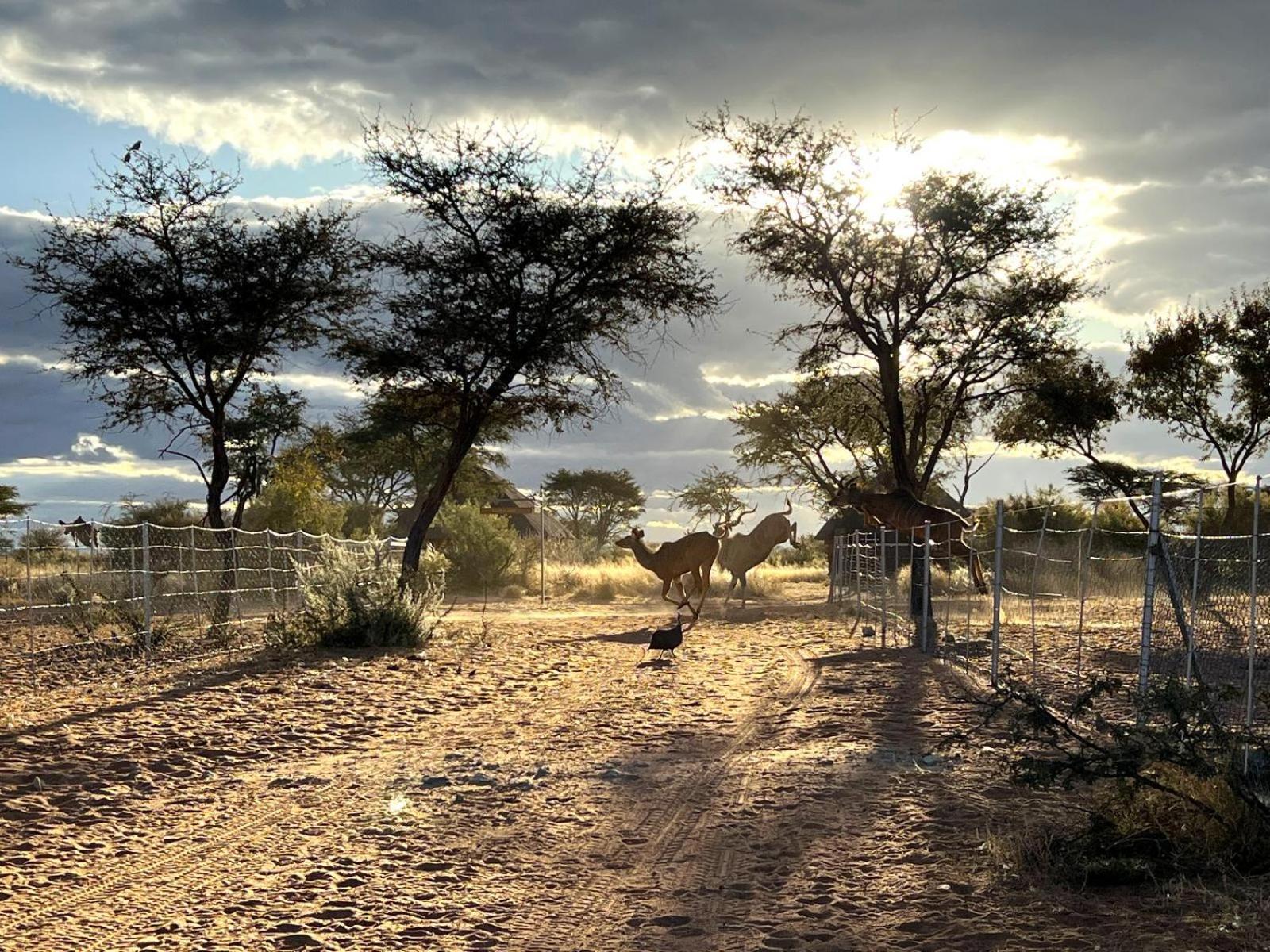 West Nest Lodge Gobabis Екстериор снимка